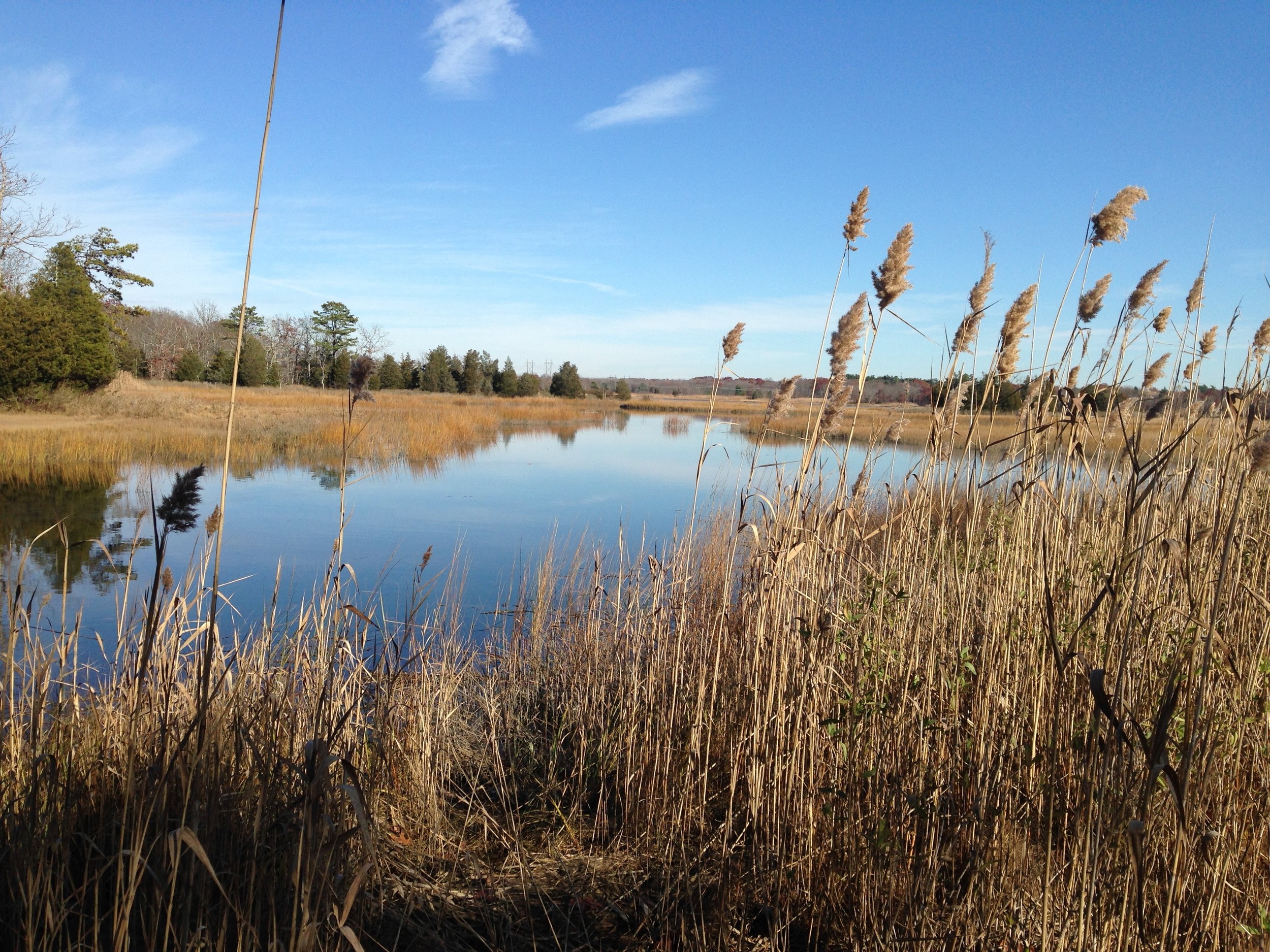 Barrington wildlife preserve opened for special walk | EastBayRI.com 